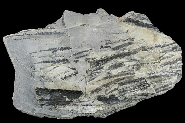 Pennsylvanian, Fossil Club Moss (Lepidodendron) Plate - Kentucky #112969